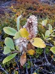 Salix arctica