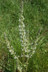 Salvia austriaca