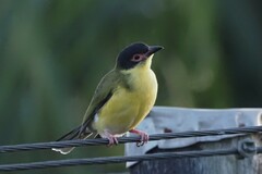 Sphecotheres vieilloti