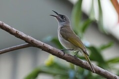 Lichmera indistincta