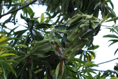 Oecophylla smaragdina