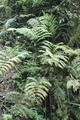 Ptisana