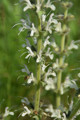 Salvia austriaca