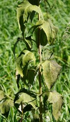 Parasenecio hastatus