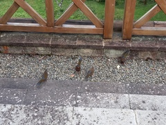 Trochalopteron morrisonianum