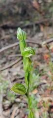 Pterostylis viriosa