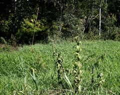 Parasenecio hastatus