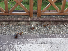 Trochalopteron morrisonianum