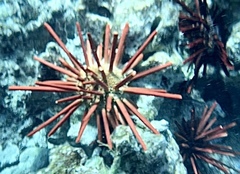 Heterocentrotus mamillatus