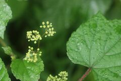 Ampelopsis glandulosa heterophylla
