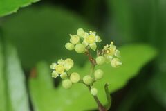 Ampelopsis glandulosa heterophylla
