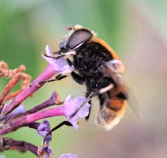 Eristalis intricaria