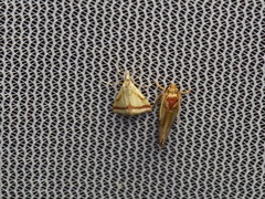 Microtheoris vibicalis
