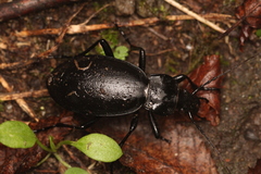 Carabus coriaceus
