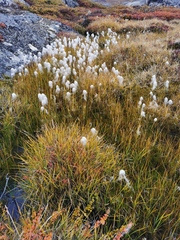 Eriophorum scheuchzeri