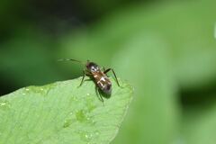 Pilophorus setulosus