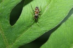 Pilophorus setulosus