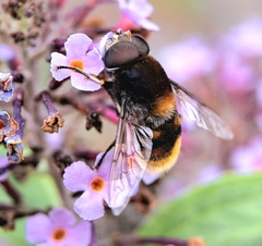 Eristalis intricaria