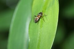 Pilophorus setulosus