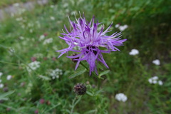 Centaurea pseudomaculosa