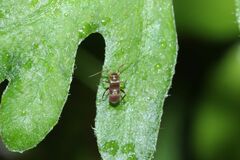 Pilophorus setulosus