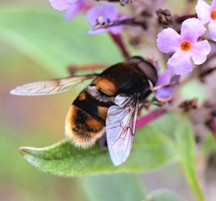 Eristalis intricaria