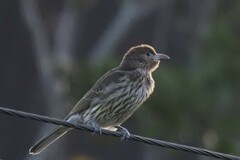 Sphecotheres vieilloti