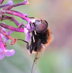 Eristalis intricaria