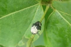 Sternuchopsis trifida