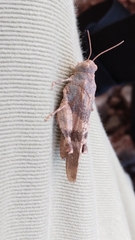 Oedipoda germanica