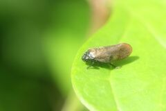 Eoscarta assimilis