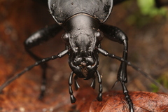 Carabus coriaceus