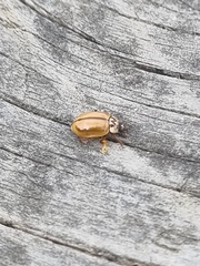 Aphidecta obliterata