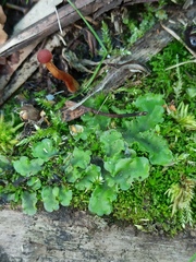 Pellia neesiana