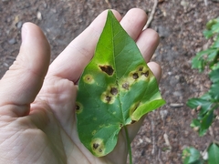 Puccinia convolvuli