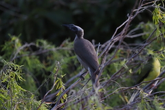 Philemon buceroides