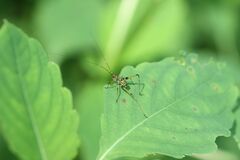 Phaneroptera nigroantennata