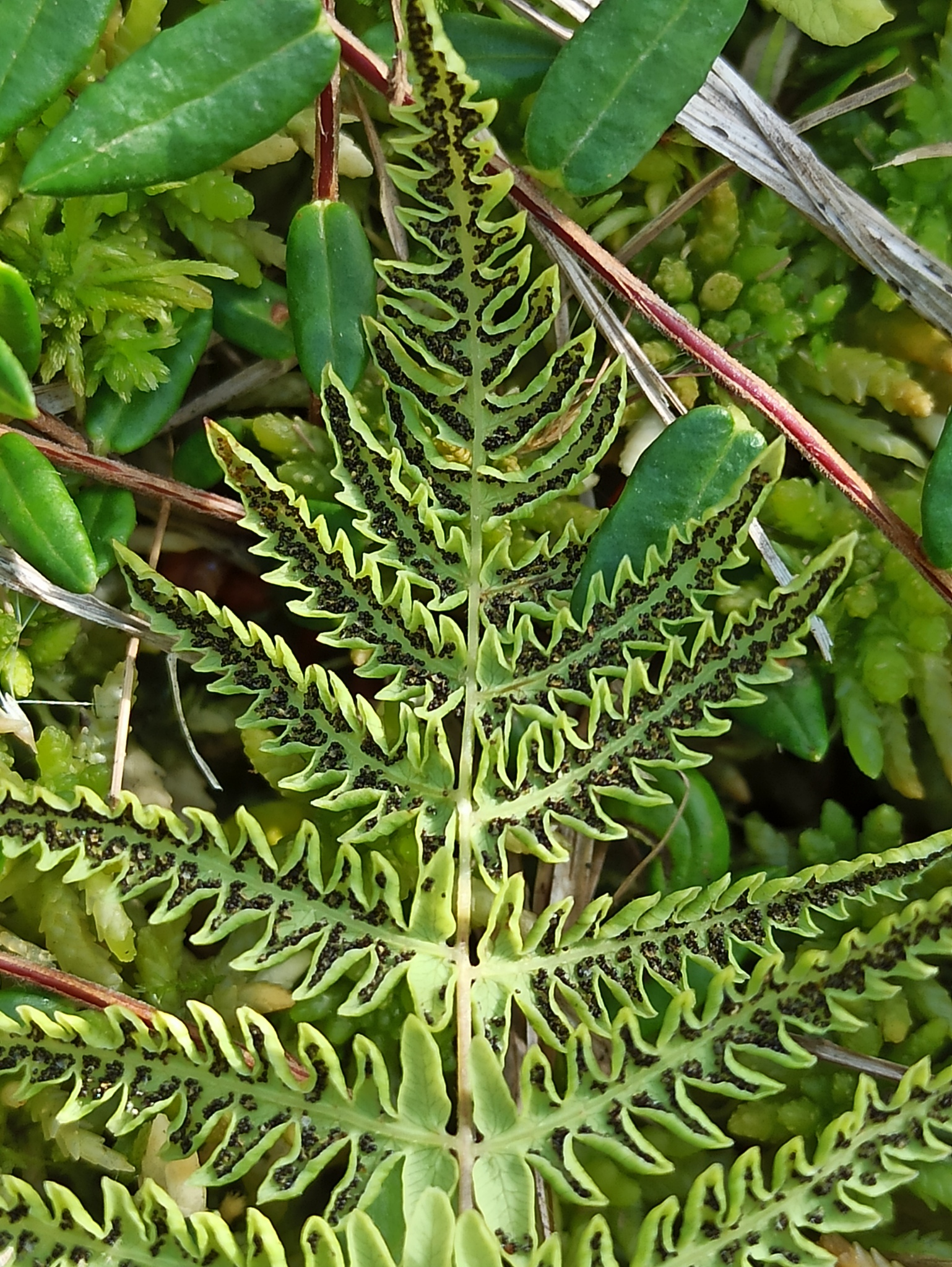 Thelypteris