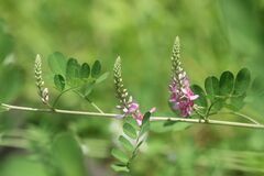 Indigofera pseudotinctoria