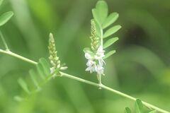 Indigofera pseudotinctoria