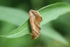 Oraesia emarginata