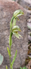 Pterostylis viriosa
