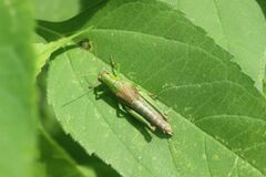 Parapodisma setouchiensis