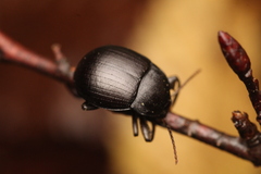 Accanthopus velikensis