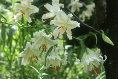Lilium auratum
