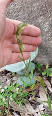 Pterostylis viriosa