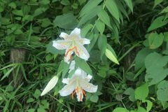 Lilium auratum
