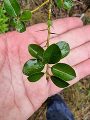 Maclura cochinchinensis