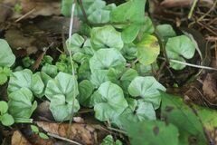 Nervilia nipponica