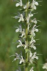 Salvia austriaca
